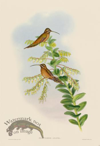 Gould Hummingbird 032